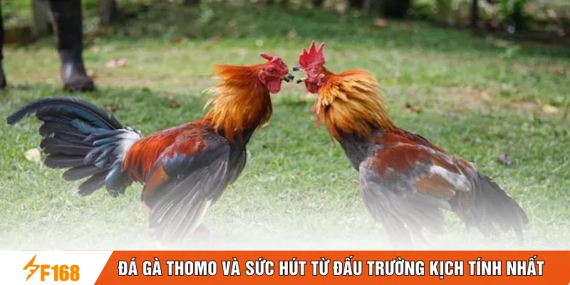 Đá gà Thomo và sức hút từ đấu trường kịch tính nhất